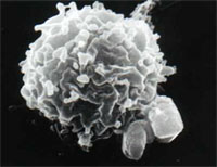 Picture of Francisella tularensis